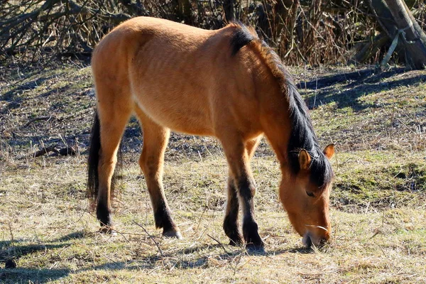 Beautiful horses in spring in the meadow eat grass. Horse walking in field.