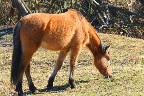 Beautiful horses in spring in the meadow eat grass. Horse walking in field.