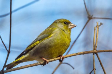 Parlak bir greenfinch bir dal parkta oturur ve fotoğrafçı görünüyor. Kentsel yeşil ve Sarı ötleğen doğa ortamlarında. Yakın çekim.