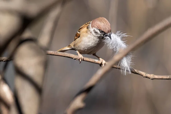 Little Sparrow Holds Huge Light Feather Its Beak Prepares Make — Stock Photo, Image