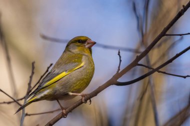 Parlak bir greenfinch bir dal parkta oturur ve fotoğrafçı görünüyor. Kentsel yeşil ve Sarı ötleğen doğa ortamlarında. Yakın çekim.