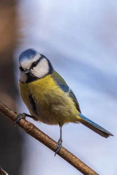 Die Hellblaue Meise Sitzt Auf Einem Ast Park Und Blickt — Stockfoto