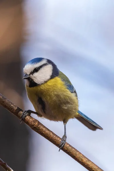 Teta Azul Brillante Sienta Una Rama Parque Mira Fotógrafo Aves — Foto de Stock
