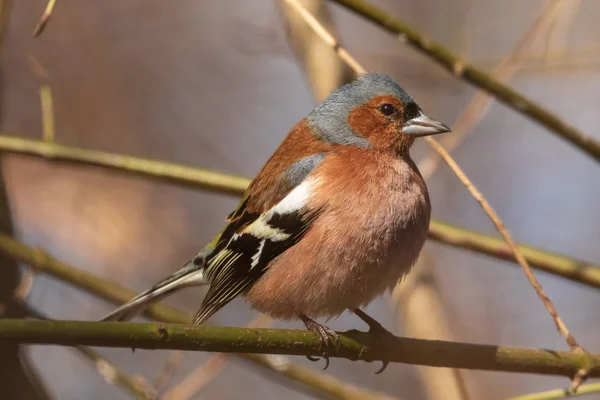 Pinzón Común Pájaro Brillante Sienta Una Rama Delgada Mira Fotógrafo — Foto de Stock