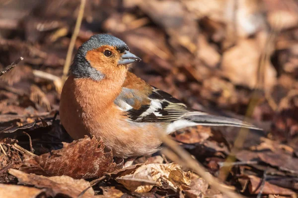 Chaffinch, a colorful bird sitting in last year\'s foliage and looking at the photographer. City birds. Blurred background. Close-up. Wild nature. Spring soon.