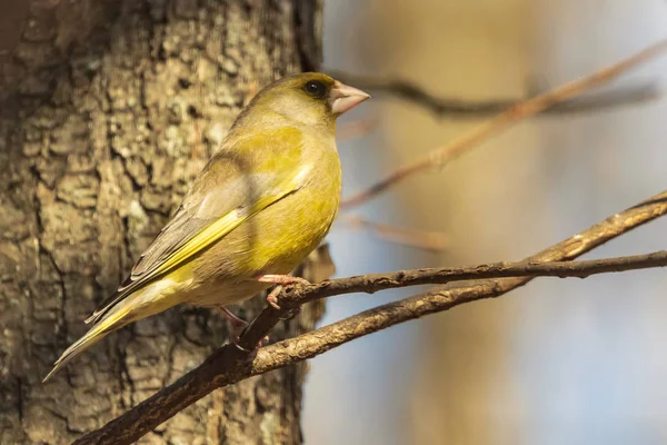 Parlak bir greenfinch bir dal parkta oturur ve fotoğrafçı görünüyor. Kentsel yeşil ve Sarı ötleğen doğa ortamlarında. Yakın çekim.