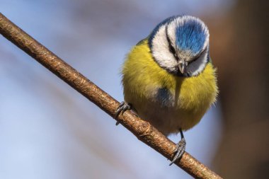 Mavi baştankara. Parlak bir baştankara bir parkta bir şube oturur ve aşağı bakıyor. Şehir kuşları. Bulanık arka plan. Close. Vahşi doğa. Bahar yakında.