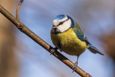 Mavi baştankara. parlak baştankara parkta bir şube oturur ve fotoğrafçı bakıyor. Şehir kuşları. Bulanık arka plan. Close. Vahşi doğa. Bahar yakında.