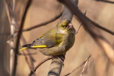 Parlak bir greenfinch bir dal parkta oturur ve fotoğrafçı görünüyor. Kentsel yeşil ve Sarı ötleğen doğa ortamlarında. Yakın çekim.