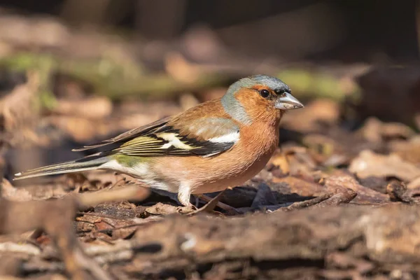 Chaffinch, a colorful bird sitting in last year\'s foliage and looking at the photographer. City birds. Blurred background. Close-up. Wild nature. Spring soon.