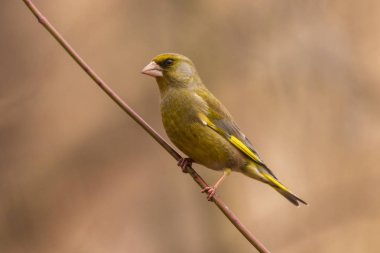 Parlak bir greenfinch bir dal parkta oturur ve fotoğrafçı görünüyor. Kentsel yeşil ve Sarı ötleğen doğa ortamlarında. Yakın çekim.