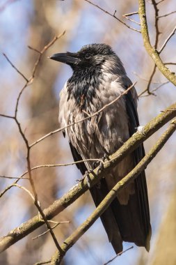 Gri karga bir şube üzerinde oturur ve gururla ileriye bakıyor. Parkta sıcak bahar günü. Vahşi doğa.