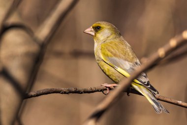 Parlak bir greenfinch bir dal parkta oturur ve fotoğrafçı görünüyor. Kentsel yeşil ve Sarı ötleğen doğa ortamlarında. Yakın çekim.