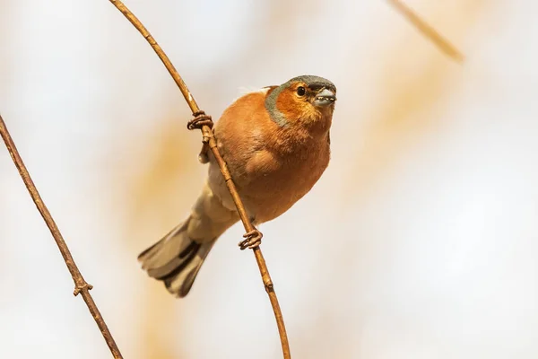 Common Finch Bright Bird Sits Thin Branch Looks Photographer City — Stock Photo, Image