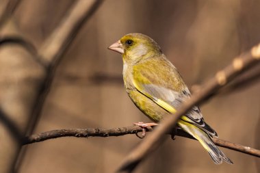 Parlak bir greenfinch bir dal parkta oturur ve fotoğrafçı görünüyor. Kentsel yeşil ve Sarı ötleğen doğa ortamlarında. Yakın çekim.