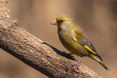 Parlak bir greenfinch bir dal parkta oturur ve fotoğrafçı görünüyor. Kentsel yeşil ve Sarı ötleğen doğa ortamlarında. Yakın çekim.