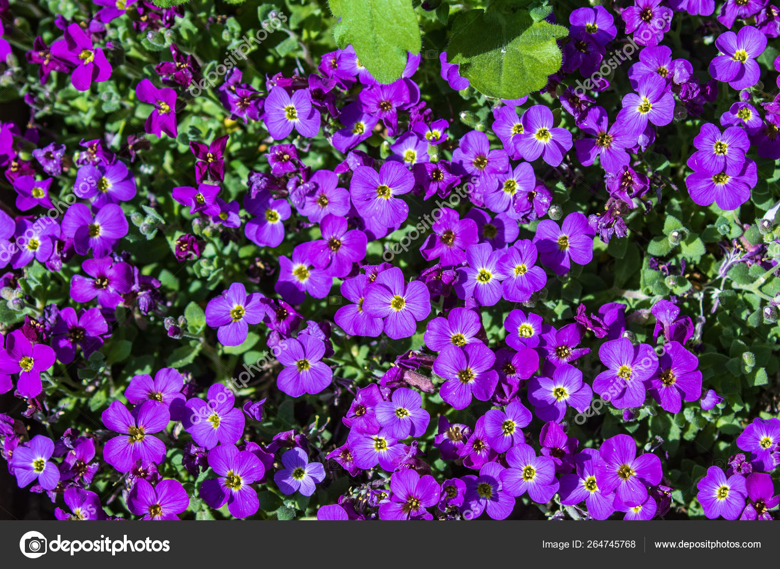 Aubretia Aubrieta Low Spreading Hardy Evergreen Perennial Flowering Plants Multiple Stock Photo Image By C S Borisovich Aubretia Aubrieta Low Spreading Hardy Evergreen Perennial Flowering Plants Multiple Stock Photo Image By C S Borisovich