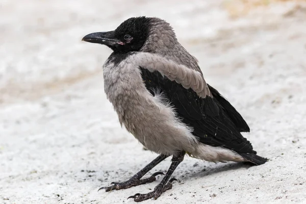 Een Jonge Grijze Kraai Staat Het Zand Close Warme Zomerdag — Stockfoto