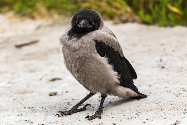 Een Jonge Grijze Kraai Staat Het Zand Close Warme Zomerdag — Stockfoto