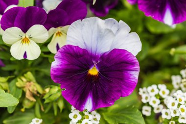 Yeşil yaprakları arasında beyaz desenli güzel parlak koyu mor çiçek. Yaz. Close. Üstte görüntü.