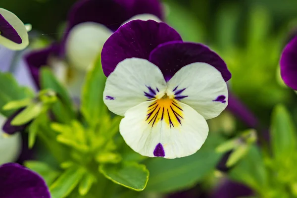 緑の葉の間に暗い紫色のパターンを持つ美しい明るい白い花 クローズ アップ トップビュー — ストック写真