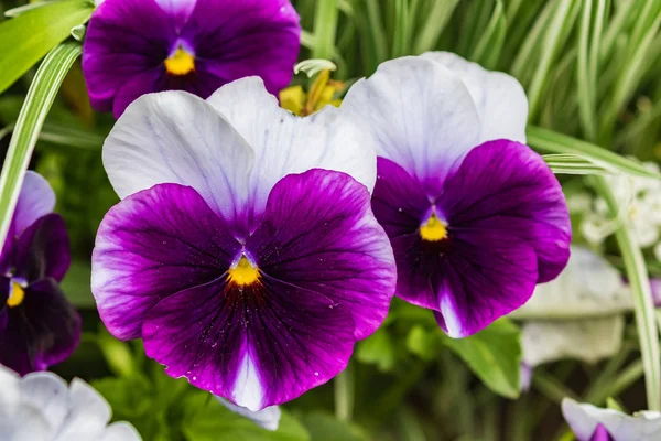 緑の葉の中に白いパターンの美しい明るい暗い紫色の花 クローズ アップ トップビュー — ストック写真