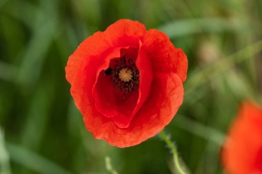 Yeşil bir çayırda yalnız kırmızı bir gelincik. Çiçek yapraklarını aç. Doğal ilaçlar. Yakın plan. Yukarıdan görüntüle.
