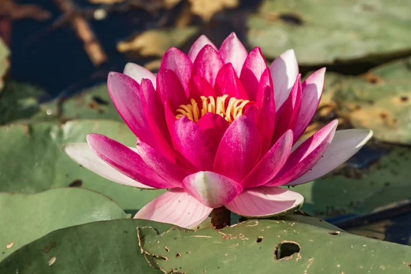 Bright Blooming Pink Water Lily Green Leaves Excellent Permanent Residents — Stock Photo, Image