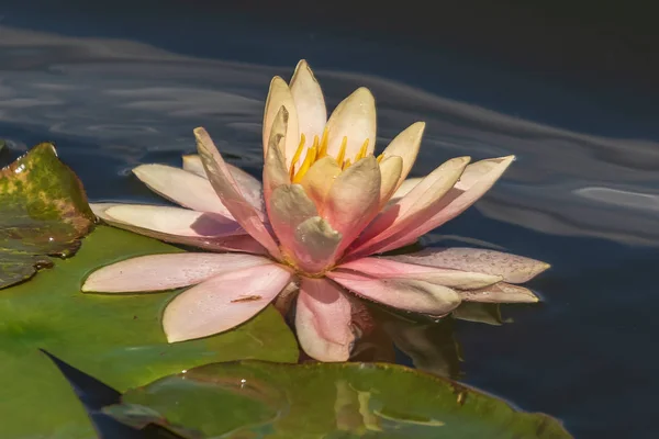 Bright Blooming Pink Water Lily Green Leaves Excellent Permanent Residents — Stock Photo, Image