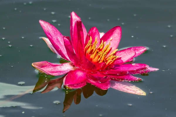 Leuchtend Blühende Rosa Seerose Zwischen Grünen Blättern Ist Ein Ausgezeichneter — Stockfoto