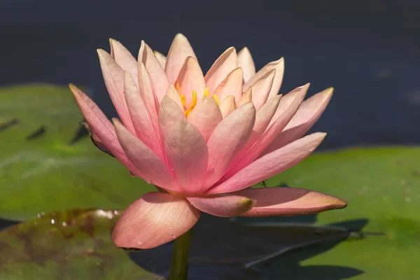 Bright Blooming Pink Water Lily Green Leaves Excellent Permanent Residents — Stock Photo, Image