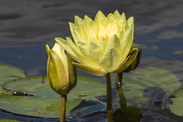Bright Blooming Yellow Water Lily Green Leaves Unopened Buds Excellent — Stock Photo, Image