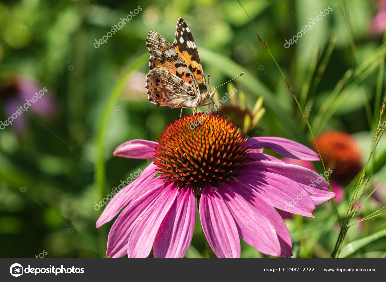 Download Bright Butterfly Sat Beautiful Flower Background Green Leaves Ajar Wings Stock Photo Image By C S Borisovich 298212722
