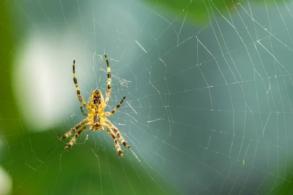 A spider sits on a web among green leaves. Close-up. Wild dangerous nature. Beautiful stripe on spider and web in the nature for decoration.