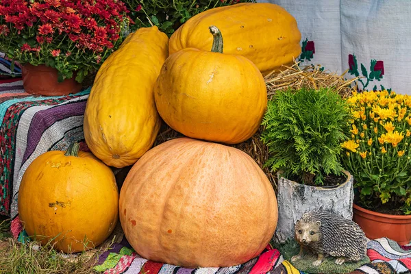 Hill Colorful Pumpkins Next Autumn Flowers Autumn Harvest — Stock Photo, Image