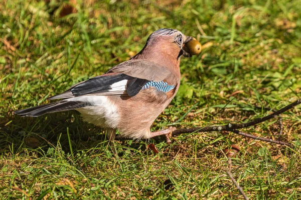 Gagasında Meşe Palamudu Tutan Bir Karga Renkli Bir Avrasya Kuşu — Stok fotoğraf