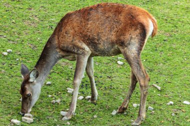 Güzel geyikler açık alanda taze yeşil çimen yerler. Doğadan vahşi yaşam sahnesi.