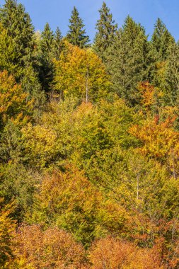 Renkli sonbahar manzarası, sarp bir dağ yamacındaki kozalaklı ve yaprak döken ağaçlar, parlak mavi gökyüzü. Renkli yeşillik.