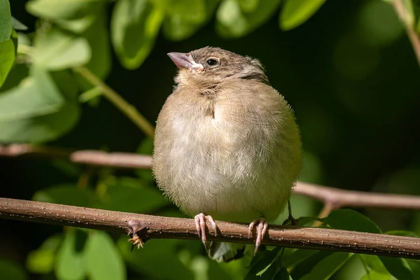 小さなフィンチは濃い緑色の葉の枝に座っています 巣からの雛の最初の独立した飛行 市鳥だ 野生動物 — ストック写真