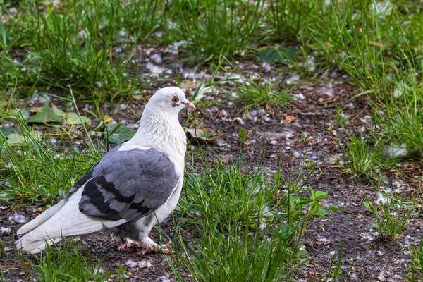 Eine Prächtige Weiße Taube Die Schönheit Der Weißen Tauben Park — Stockfoto