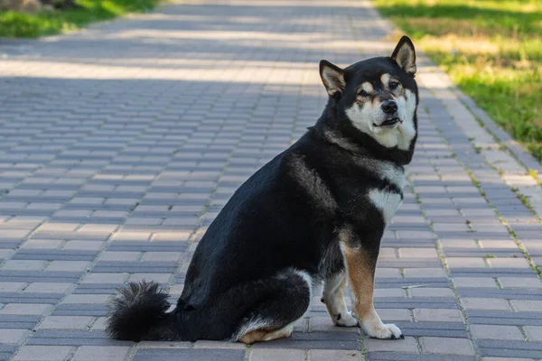 Cão Bonito Caminha Uma Área Parque Dia Ensolarado Close Animais — Fotografia de Stock