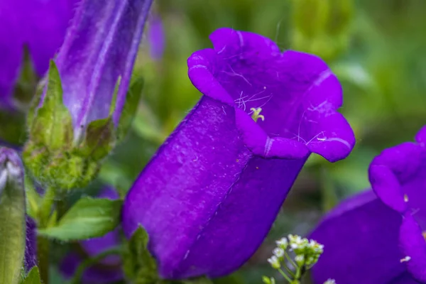 緑の植生の間の開けた地面に美しい濃い紫色の花を咲かせます ベルの花 背景がぼやけている 接近中だ 正面図 — ストック写真