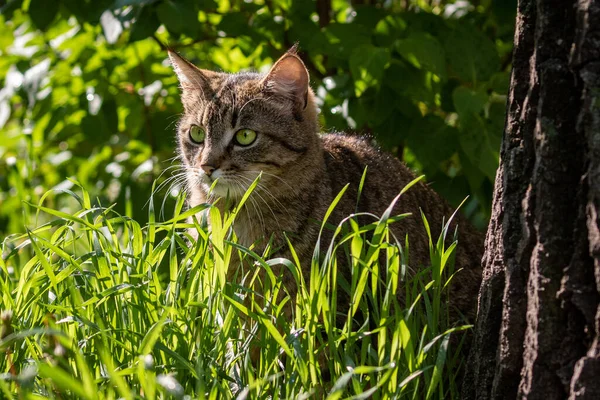 A beautiful cat among the young green grass carefully examines the surroundings. Domestic cat outdoors. Pets. Sunny day.
