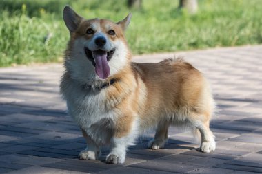 Parkta yürürken şirin köpek Corgi Welsh Pembroke. Yaşam tarzı. Safkan Galli Corgi dışarıda oynuyor. Popüler bir köpek türü. Evcil hayvanlar. Güneşli bir gün. Yakın plan..