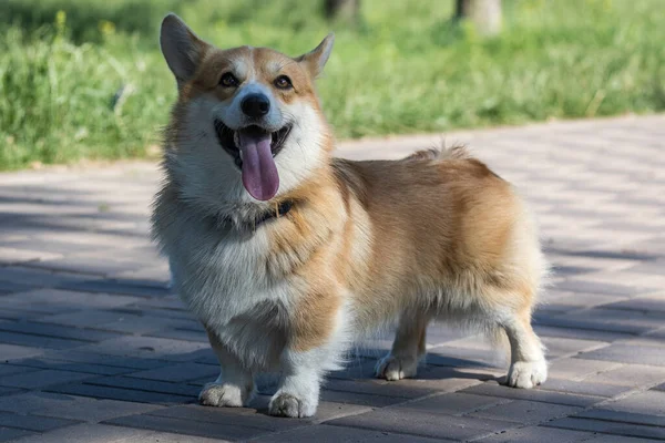 Cão Bonito Corgi Galês Pembroke Parque Uma Caminhada Estilo Vida — Fotografia de Stock