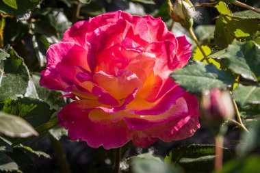 Açık kırmızı gül. Yakın plan. Açık havada.