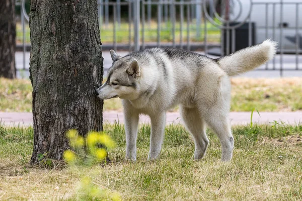 かわいいシベリアのハスキー犬が散歩のために公園を歩きます 犬の人気の品種 ペット 晴れた日 — ストック写真