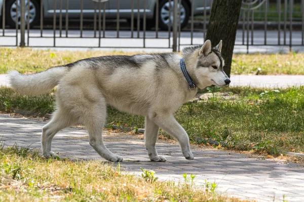 Şirin Sibirya Köpeği Parkta Yürüyüş Için Yürüyor Popüler Bir Köpek — Stok fotoğraf