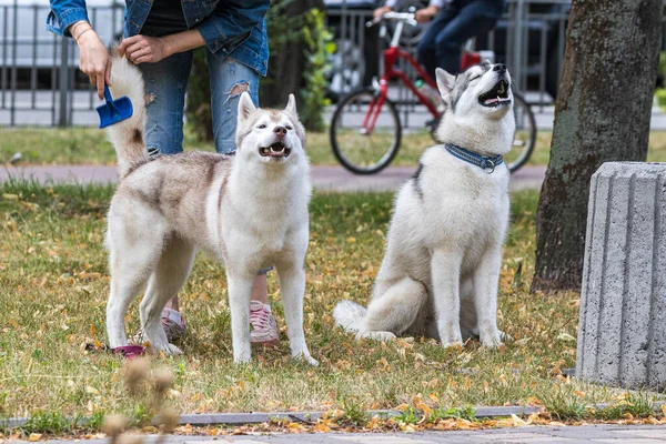 Maîtresse Peigne Laine Deux Beaux Huskies Sibériens Dans Rue Lors — Photo