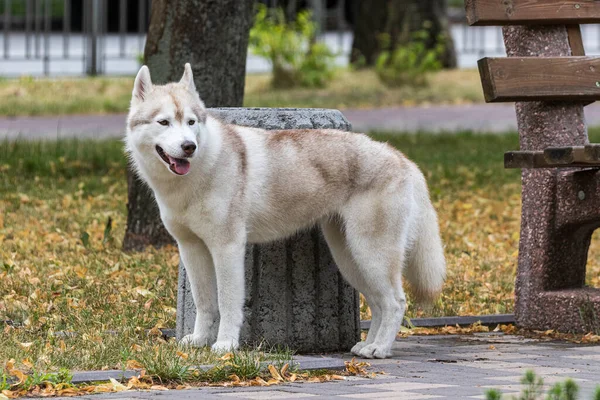 Beau Chien Husky Sibérien Est Arrêté Regarde Vers Photographe Lors — Photo